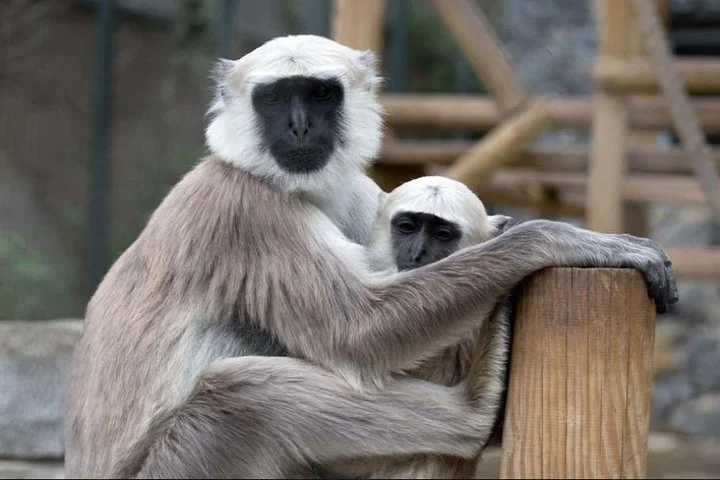 Sapanca Masukiye Zoo private Tour From istanbul VIP Minivan Best Quality