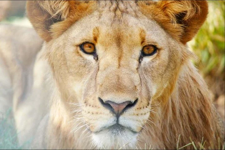 Sapanca Masukiye Zoo private Tour From istanbul VIP Minivan Best Quality