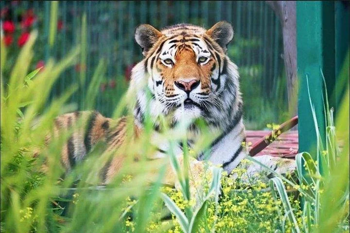 Sapanca Masukiye Zoo private Tour From istanbul VIP Minivan Best Quality