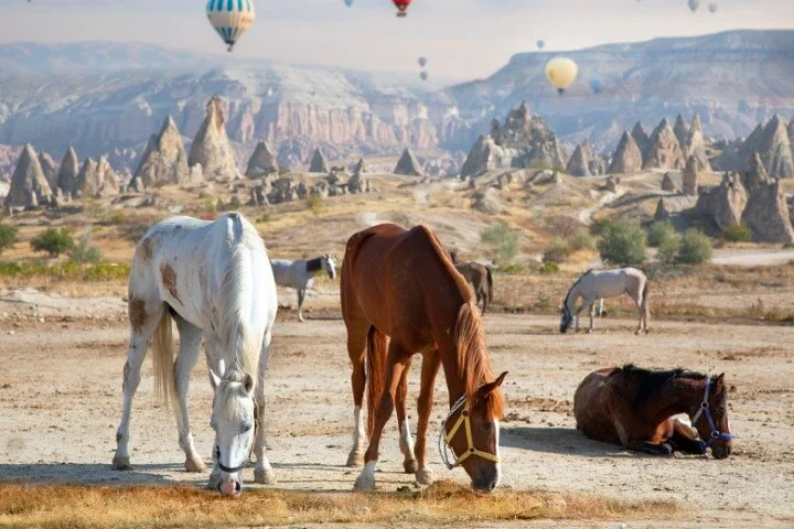 Signature Horseback: The Valley Journey (Sunset & Day Options)