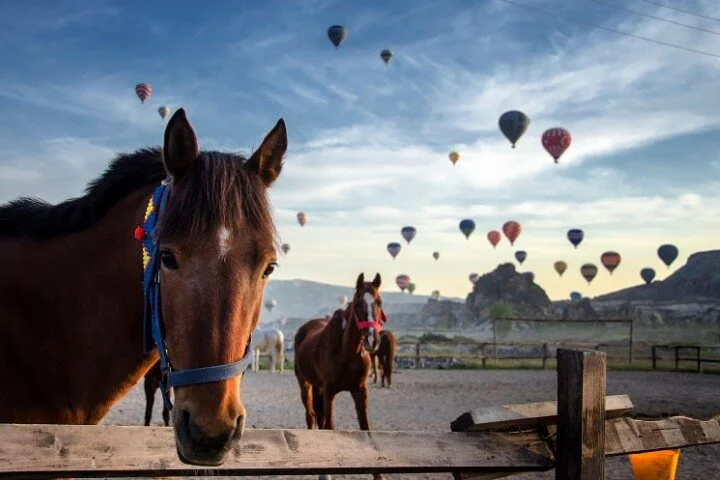 Signature Horseback: The Valley Journey (Sunset & Day Options)