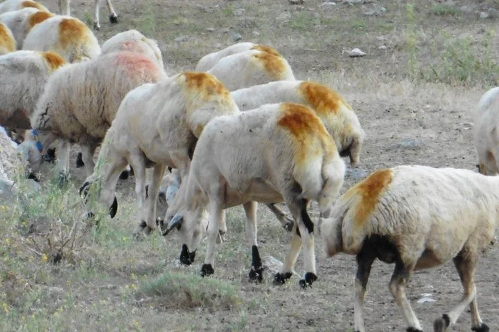 Taurus Mountains Trekking Tour (3723m)