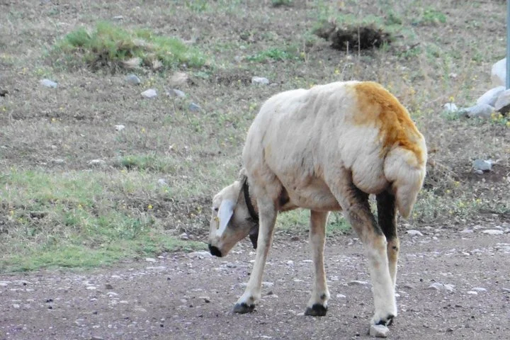 Taurus Mountains Trekking Tour (3723m)