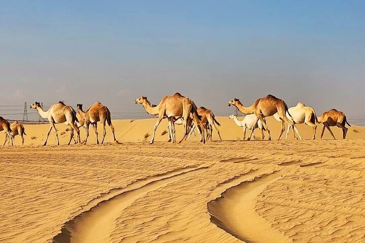 4-Day Tours: Dubai City -Safari -Abu Dhabi -Dhow Cruise -Dibba