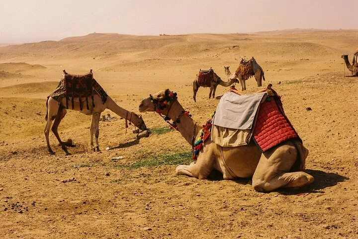 4 Hours Evening Desert Safari Camel Ride Sand Boarding