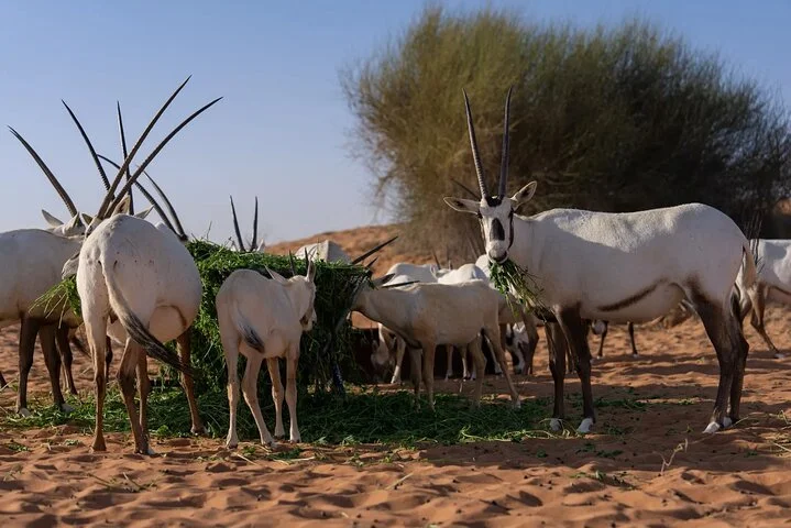 57 Camel Voyage + Heritage Desert Experience