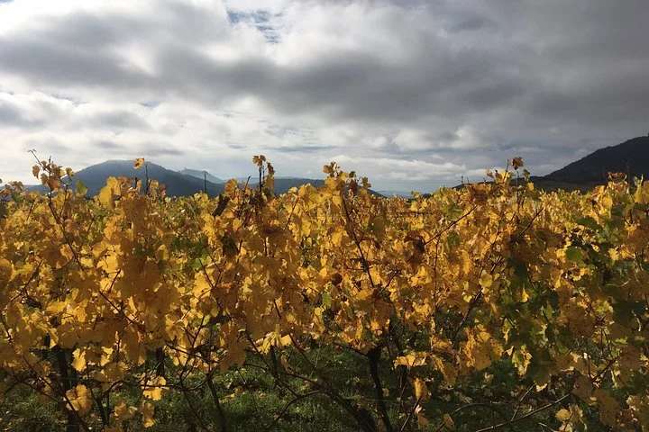 5H00 ALSACE PRIVATE TOUR-Castle, Villages, Wine, Friendly Driver