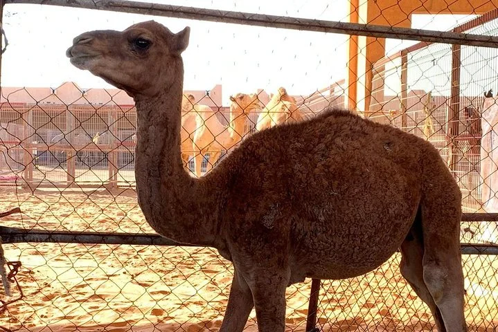 Al Ain city private tour with lunch from Dubai