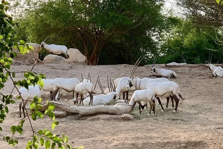 Al Ain City Tour Discover the Oasis of the Emirates