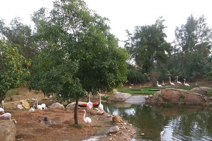 Al Ain City Tour Discover the Oasis of the Emirates