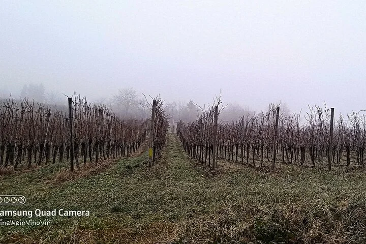 Alsace wine tour and medieval villages. Small group guided tour