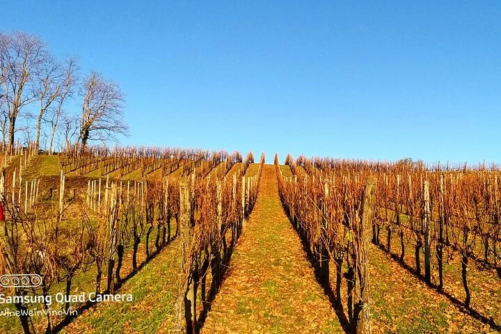 Alsace wine tour and medieval villages. Small group guided tour