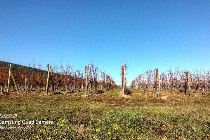 Alsace wine tour and medieval villages. Small group guided tour