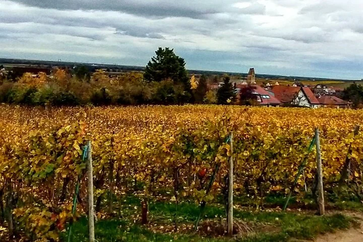 Alsace wine tour and medieval villages. Small group guided tour