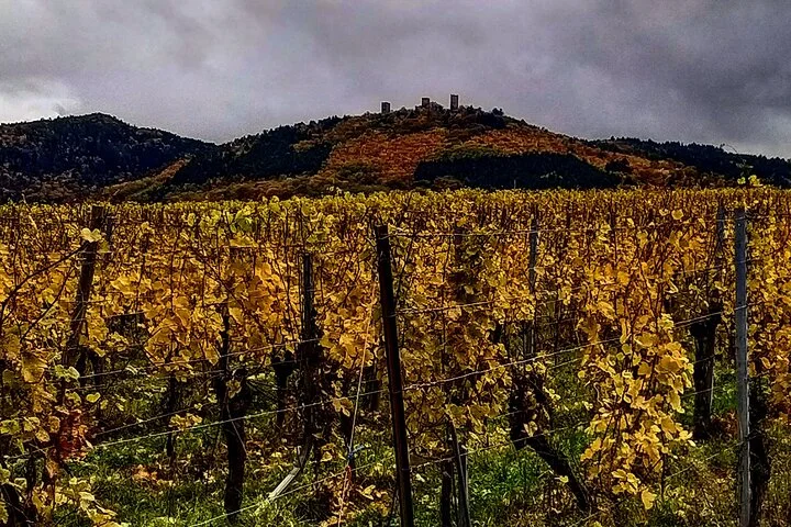 Alsace wine tour and medieval villages. Small group guided tour