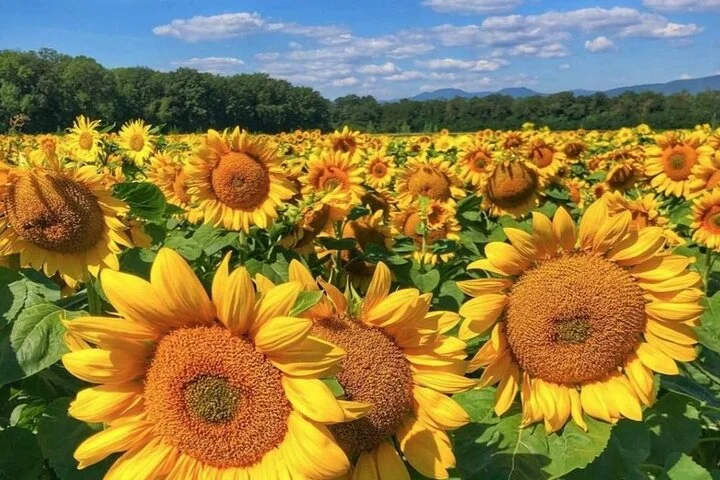 Alsace wine tour and medieval villages. Small group guided tour