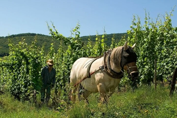 Alsace wine tour and medieval villages. Small group guided tour