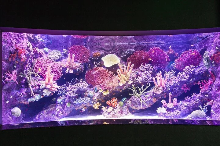 Antalya Tunnel Aquarium with Face2Face Transfers include
