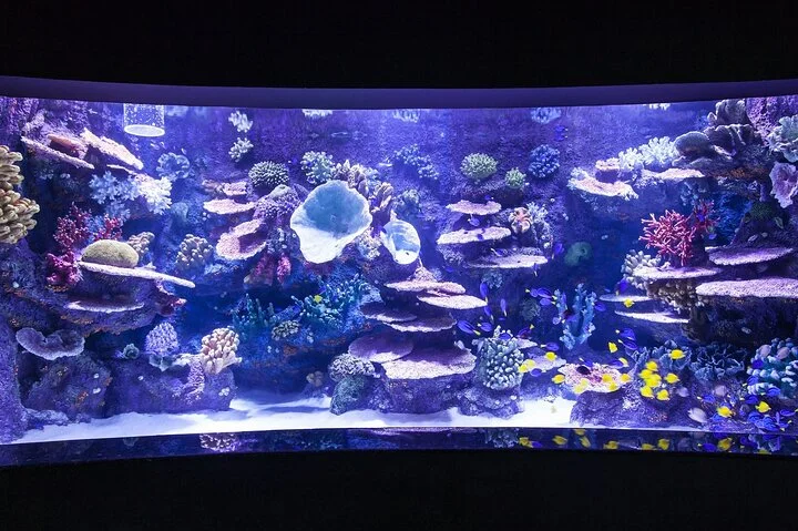 Antalya Tunnel Aquarium with Face2Face Transfers include
