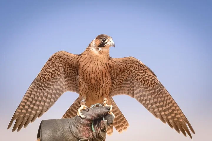 Arabian Desert Safari, BBQ Dinner, Camel Ride, Sand Boarding ATV & Live Show's