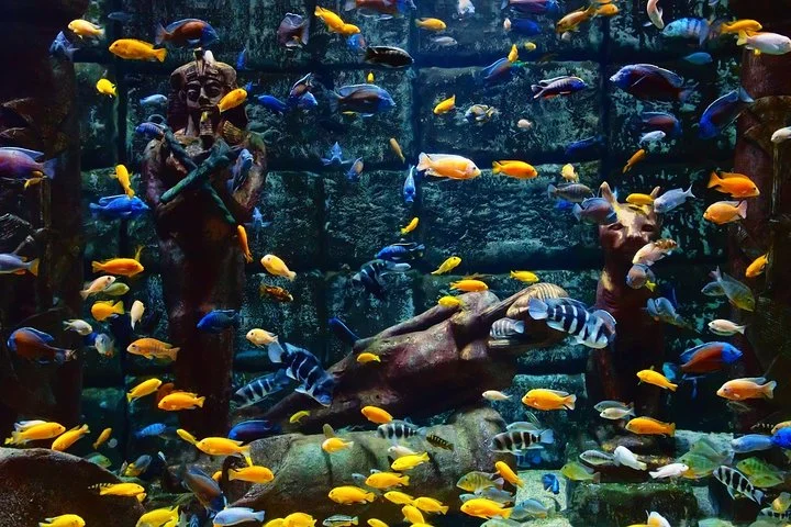 Belek: Antalya Aquarium Ticket With Optional Transfer