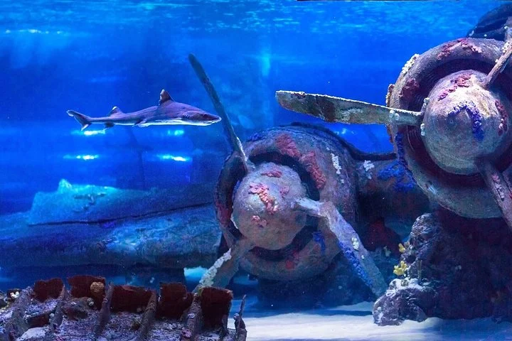 Belek: Antalya Aquarium Ticket With Optional Transfer