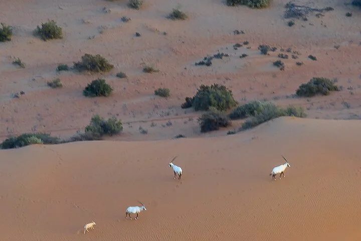 Budget-Friendly Balloon Ride Dubai Desert Views