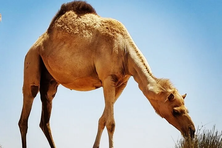 Camel Ride Safari in Red Dunes