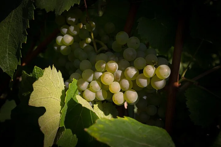 Champagne Tasting Tour Day Trip From Paris