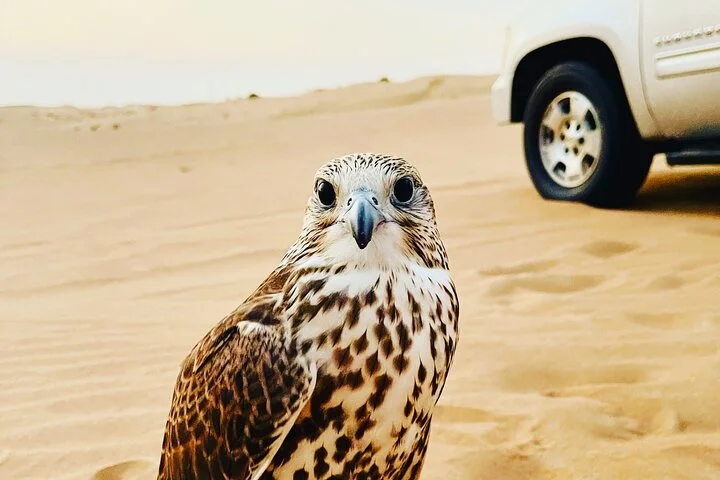 Desert Private Dinner
