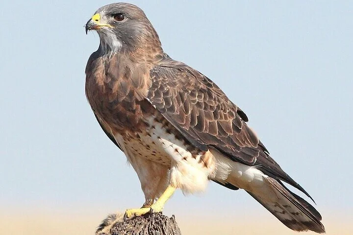 Desert Safari Adventure Dubai