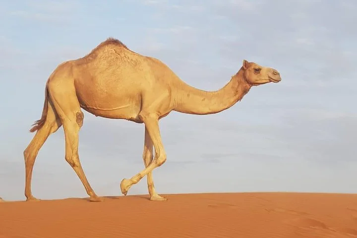 Desert Safari Dubai