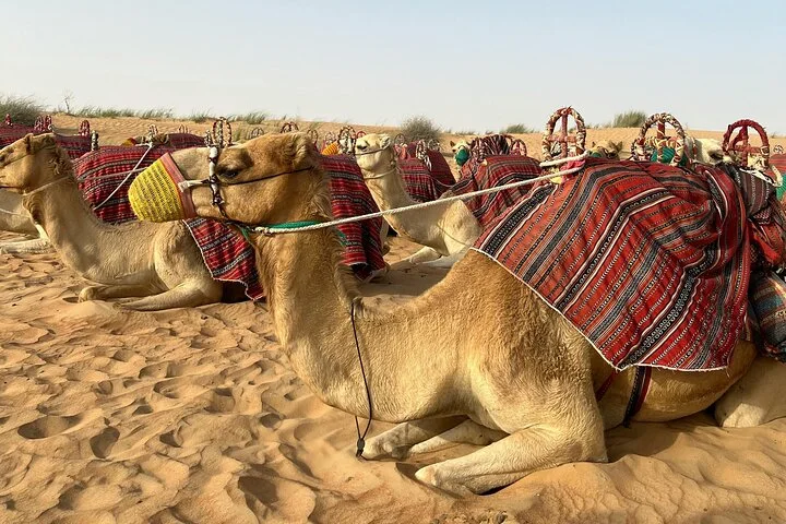 Desert Safari Dubai with BBQ Buffet Dinner