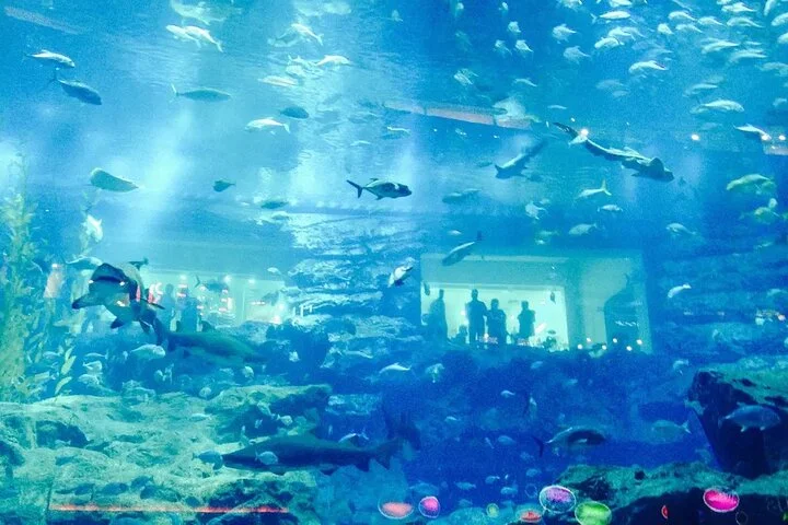Dubai Aquarium & Underwater Zoo - Basic