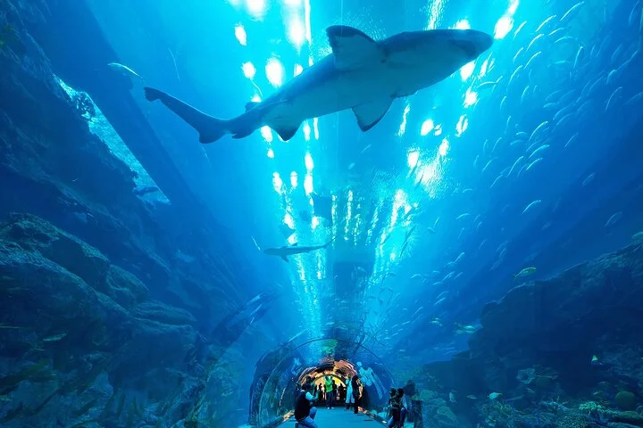 Dubai Aquarium & Underwater Zoo - Basic