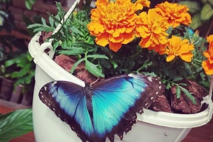 Dubai Butterfly Garden