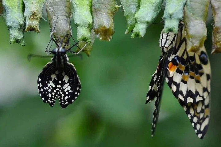 Dubai Butterfly Garden (Escape into nature)