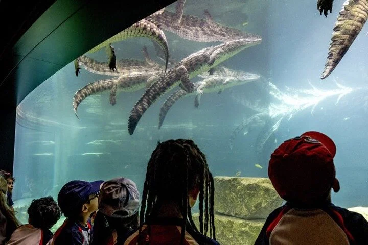 Dubai Crocodile Park Entry Tickets