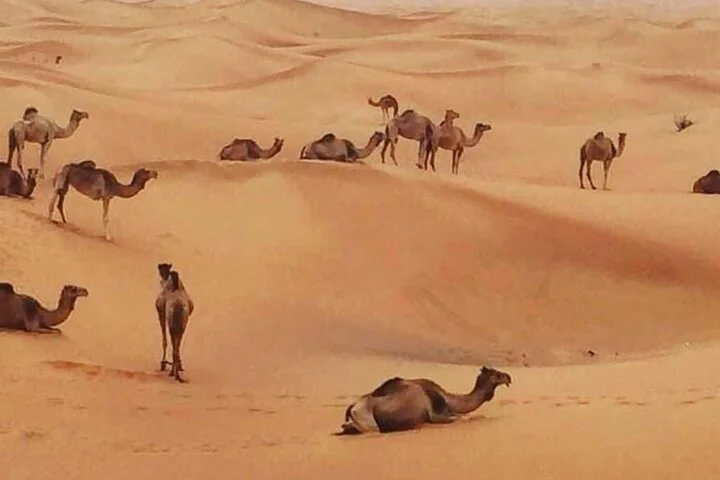 Dubai Desert Safari Adventure