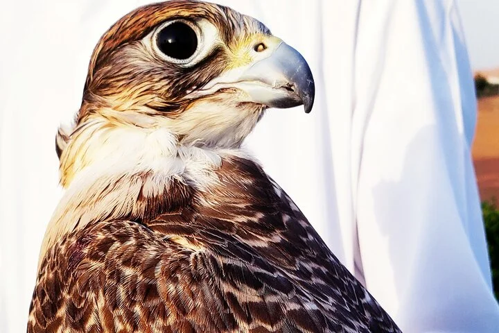 Dubai Desert Safari & Buffet Dinner and Camel ride with PRIVATE CAR