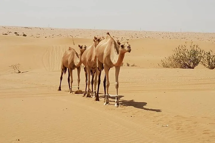 Dubai Desert Safari & Buffet Dinner and Camel ride with PRIVATE CAR