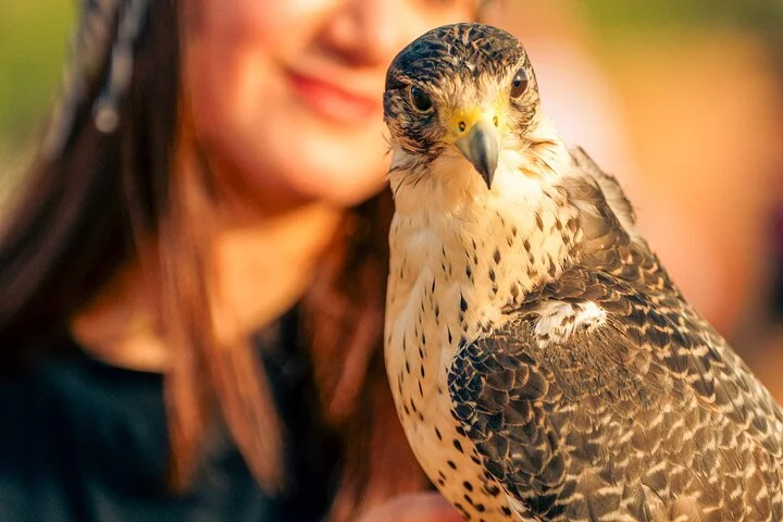 Dubai Desert Safari with Dune Bashing & Camel Ride – Half Day