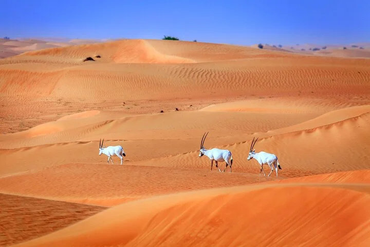 Dubai Experience: Quad bike, BBQ Dinner and Live Show