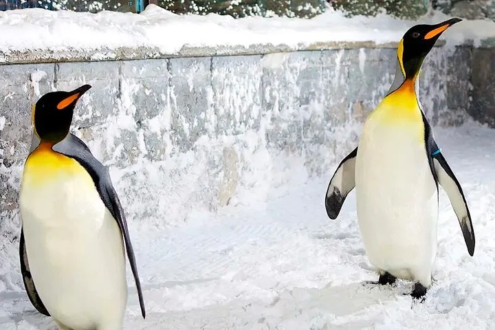 Dubai Fun in the Snow - Ski Dubai Tickets