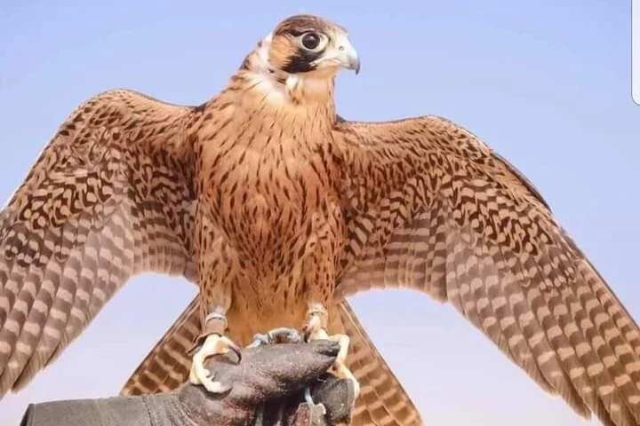 Dubai Lahbab Desert safari with BBQ Dinner