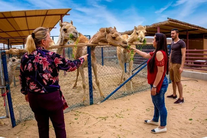 Dubai Local Camel Farm Visit with Camel feeding & Camel milk