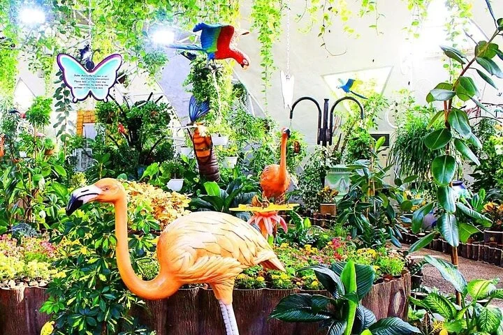 Dubai Miracle Garden and Butterfly Garden with Optional Transport