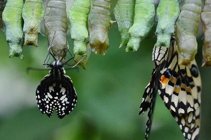 Dubai Miracle Garden and Butterfly Garden with Optional Transport