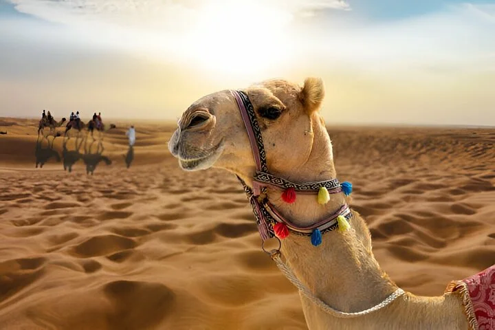 Dubai: Morning Safari with Quad Camel 4x4 Dune Drive Pick/Drop