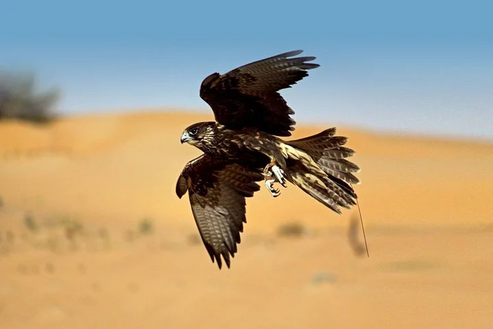 Dubai: Private Falconry Experience & Platinum Breakfast